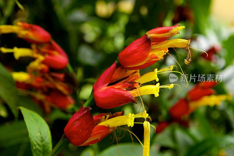 特写的桑切亚Speciosa -异国情调的拉丁美洲花。